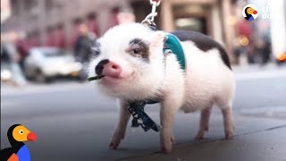Sick Pig&#39;s Parents Do Everything They Can To Save His Life | The Dodo