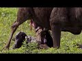 Wildebeest Calf Birth Nature S Great Events BBC Earth