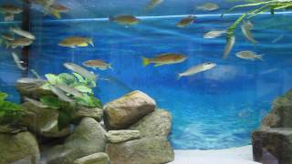 Cyprichromis pavo moliro