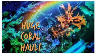 The Hunt for New Coral! First Coral in #Reefzilla - 180 gallon Custom Reef Tank Update November 2019
