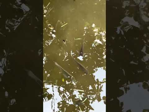 Cuando nooo! Otra vez callejeando y nos escapamos a Santa Catarina Barahona