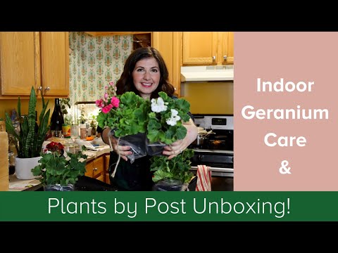 , title : 'Plants by Post Unboxing // Geranium Indoor Care!