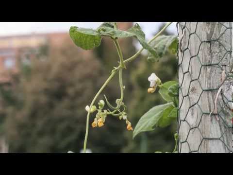 download lagu mp3 mp4 University Of Minnesota Extension Master Gardeners, download lagu University Of Minnesota Extension Master Gardeners gratis, unduh video klip University Of Minnesota Extension Master Gardeners