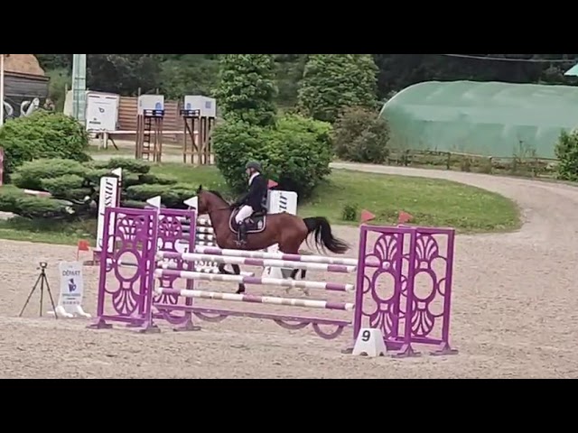 Jument 6 ans par Andiamo Semilly x L'Arc de Triomphe