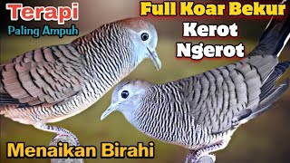 Download lagu PERKUTUT LOKAL GACOR Full Koar bekur dan Kerot AMPUH Untuk Terapi Pikat menaikan birahi Dan emosi mp3 Download lagu PERKUTUT LOKAL GACOR Full Koar bekur dan Kerot AMPUH Untuk Terapi Pikat menaikan birahi Dan emosi mp3
