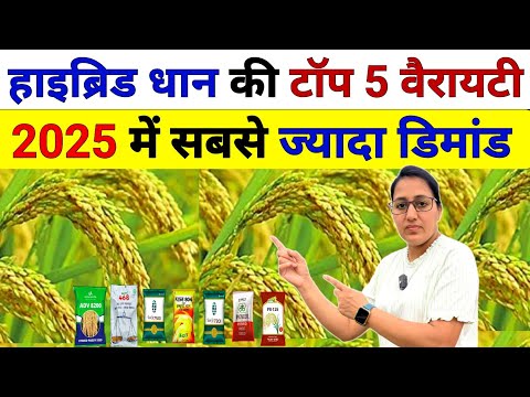 Organic Dhan Seeds