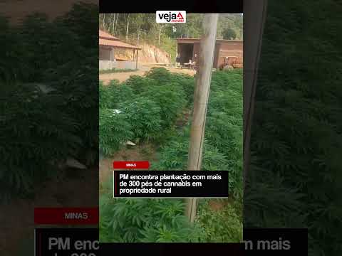 PM encontra plantação com mais de 300 pés de cannabis em propriedade rural de Bocaina de MG #Shorts