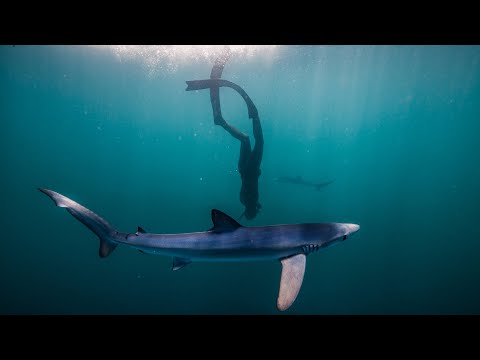 Beci and the blues - freediving with blue sharks