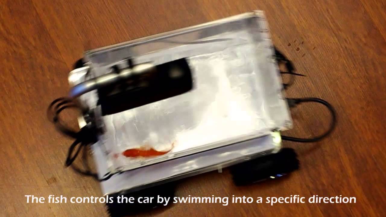 Fish on wheels video: Meet the goldfish who can drive its own CAR by ...