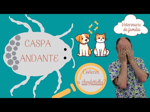 Vídeo: Caspa andante