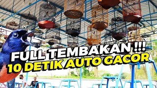 Download lagu Bikin GACOR Murai Batu dengan SIMULASI LOMBA GANTANGAN Ini mp3