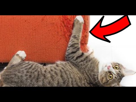 How to Stop Cat Scratching Furniture | There Are 5 Important Tips You Should Know