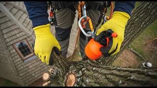 100-Year-Old Linden Tree Removal Near House &amp; Power Lines | Arborist Climbing &amp; Rigging