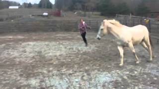 preview picture of video 'Goldie canter lunge line-percheron-cross-mare-for-sale-gore-va'