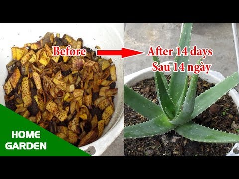 , title : 'Trồng Cây Nha Đam (Cây Lô Hội) nhanh hơn bằng cách sử dụng phân bón Vỏ Chuối - Grow Aloe Vera'