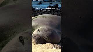 Tourist Arrested After Harassing Endangered Monk Seal In Hawaii | The Dodo