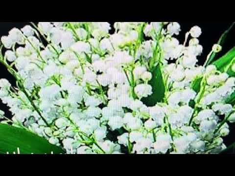 Testimonianza Sonora - Racconto di vita a Stabio 3