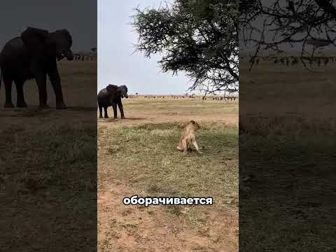 Топ 7 самых поразительных встреч с животными 😱🤯