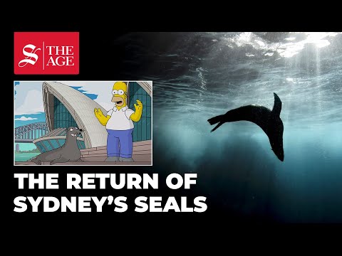 The return of Sydney's seals