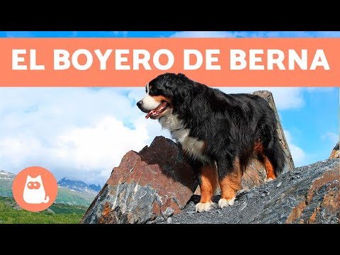 Bernese Mountain Dog - Characteristics, temperament and care