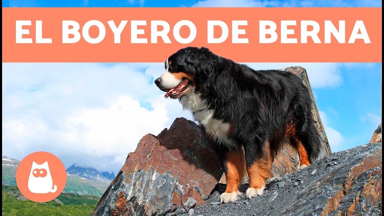 BOYERO DE BERNA - Características, carácter y cuidados