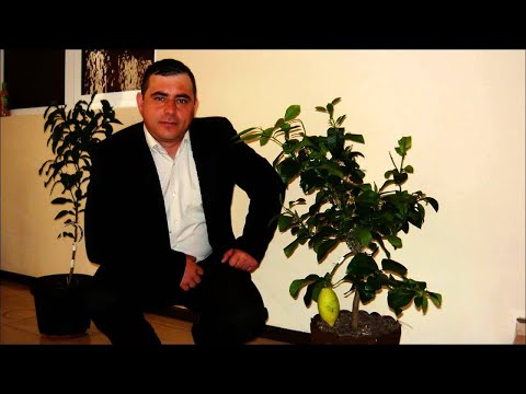 SORINEL DE LA PLOPENI  - FOAIE VERDE MATOSTAT  2015 muzica de petrecere populara 2015