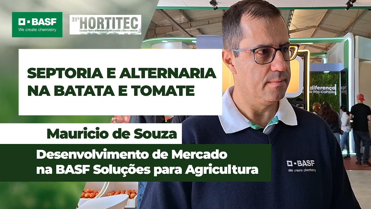 Septoria e alternaria são duas das principais doenças dos cultivos de tomate e batata