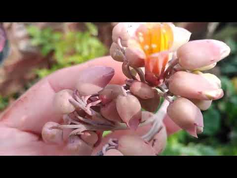 blooming of Seculents ln umama's garden