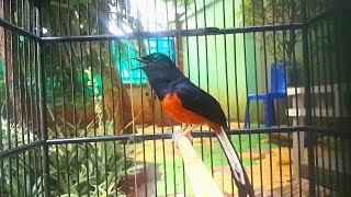 Download lagu Tinggal pancing aja murai batu anda dengan ini, DIJAMIN BAKAL NYAUT mp3