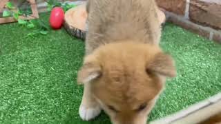 柴犬の動画01