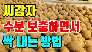 감자 싹튀우는 울때 씨감자가 마르지않고 싹 잘나게 하는 방법