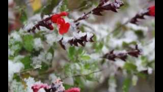 Marcus Miller & Joshua Redman "God Rest Ye Merry Gentlemen"