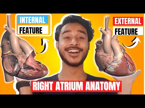 Right atrium anatomy | External and internal features of right atrium