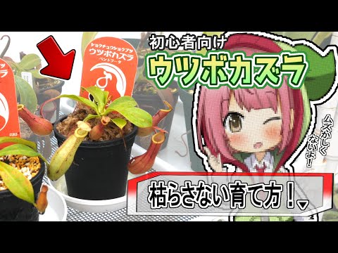 ウツボカズラについて詳しく解説