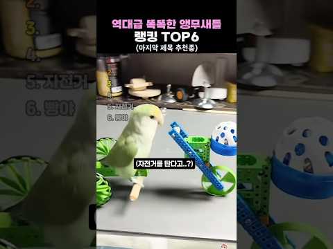 역대급 똑똑한 앵무새들 TOP6