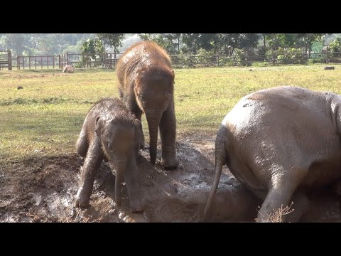 Caught on Camera  Elephants Slide Into The Small Canal Part II - ElephantNews