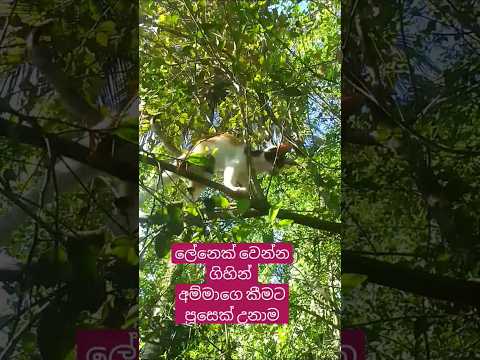 පුදුම පිස්සුවක් පැටියට තියෙන්නේ#cat #😺😺❤️