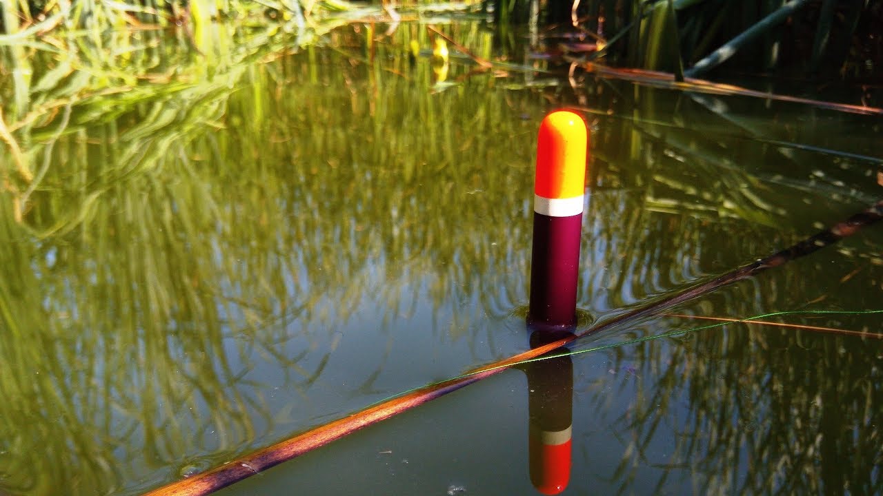 Ловля карпа на поплавочную удочку: подготовка удочки и техника ловли
