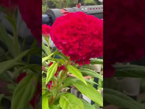 境界線、ポーチの下、壁沿いの多年草？葵の種まきの時期を学びましょう！  庭園