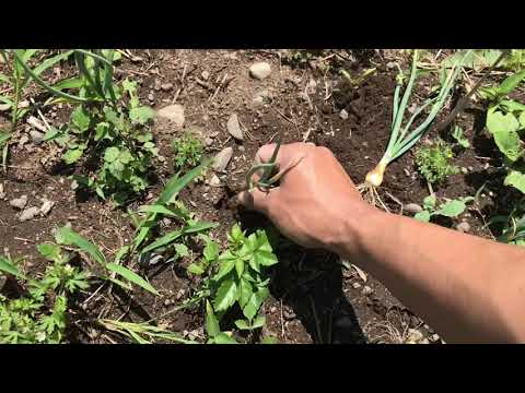 園芸 ジャガイモタマネギ