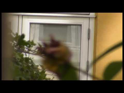 Brahms in the morning