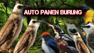 Download lagu Suara burung Trucukan Ribut kombinasi BURCIL SUPER jitu || setelah pakai ini pasti dapat Banyak mp3 Download lagu Suara burung Trucukan Ribut kombinasi BURCIL SUPER jitu || setelah pakai ini pasti dapat Banyak mp3