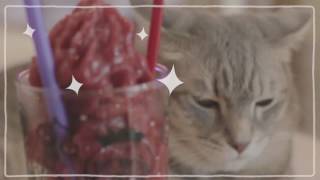 ร้าน Caturday Cafe คาเฟ่แมว สุดน่ารัก