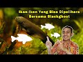 Ikan Hias Black Ghost Aman Untuk Ikan