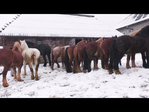 Mr. Sătă's Horses 2021 from Sugatag - Maramureș