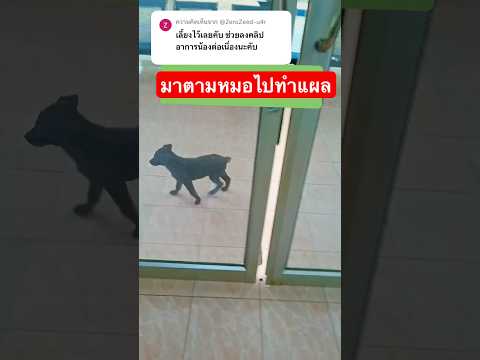 วันนี้ตัวที่ป่วยไม่มาแต่ให้น้องมาตามหมอไปล้างแผลแทน🐕😂 cr. moko_aoy #หมาหาหมอเอง #ทาสหมา #cutedog