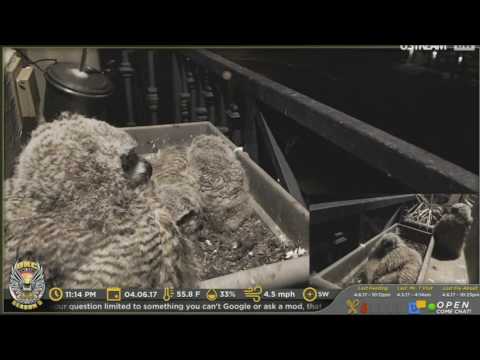 4.6.17/1103pm noob investigates bunny, exploring and Primo owning her perching