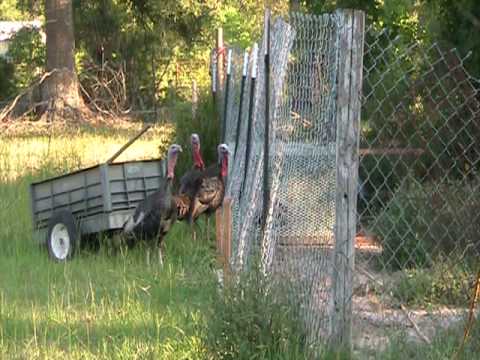3rd YouTube video about are turkeys colorblind