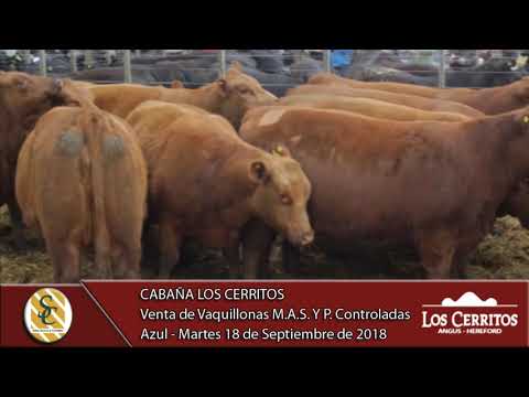 18-09-18 Venta de Vientres Angus - Cabaña Los Cerritos - Azul