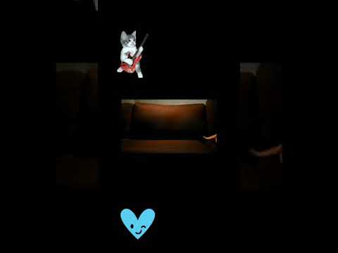 Cute kitten korenani neko ✨✨ whatsapp status/viral videos/🐈 cat💞💞✨✨💓🤩😍🤤